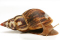 Lissachatina albopicta typ 1 adult